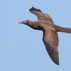 Brown Booby